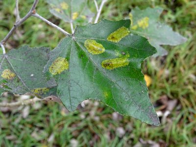 Peuplier blanc, Populus alba, Salicacées, Arboretum de Chè… 