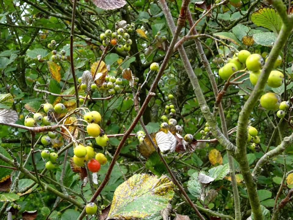 Fruits et feuilles de l'Alisier blanc, Sorbus aria, Rosacé… 