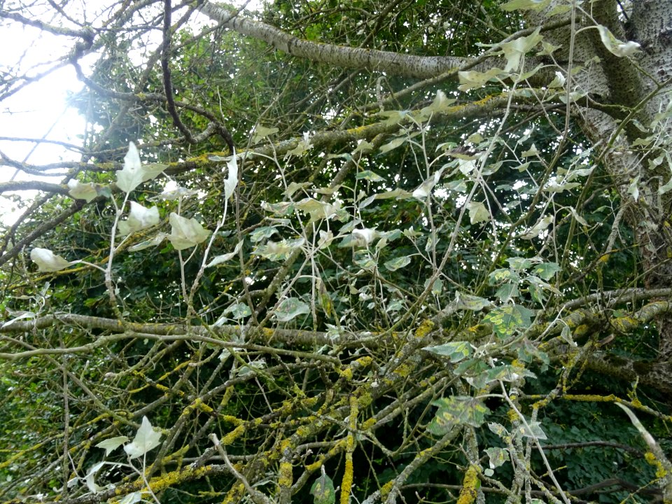 Peuplier blanc, Populus alba, Salicacées, Arboretum de Chè… 