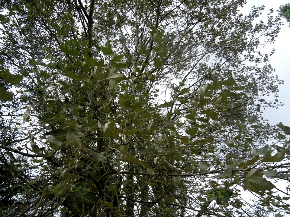Peuplier blanc, Populus alba, Salicacées, Arboretum de Chè… 