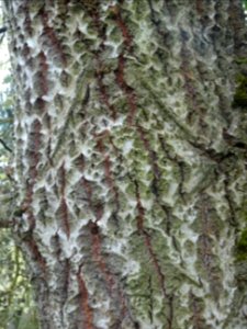 Ecorce du Peuplier blanc, Populus alba, Salicacées, Arbore… 