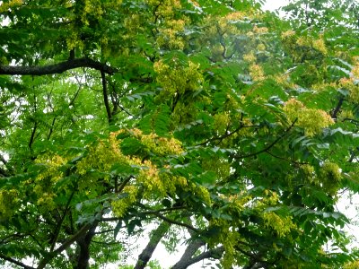 Feuilles et samares de l'Ailante glanduleux, Ailanthus gla… 