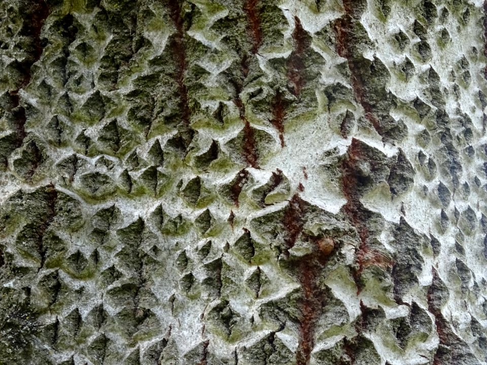 Ecorce du Peuplier blanc, Populus alba, Salicacées, Arbore… 