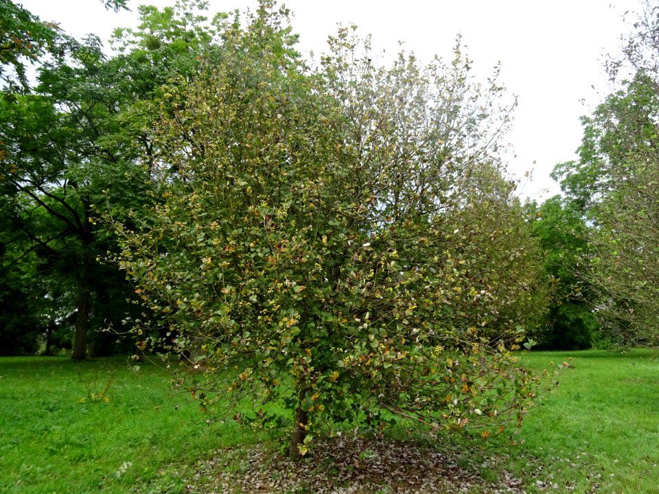 Alisier blanc, Sorbus aria, Rosacées, Arboretum de Chèvrel… 