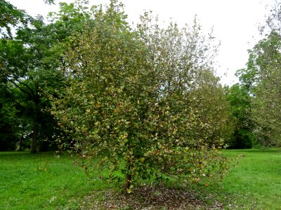 Alisier blanc, Sorbus aria, Rosacées, Arboretum de Chèvrel… 