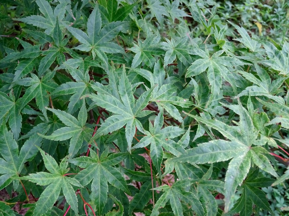 Erable du Japon 'Beni Tsukasa', Acer palmatum 'Beni Tsukas… 