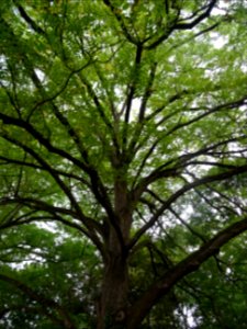 Tronc, branches et feuilles du Noyer noir, Juglans nigra, … 