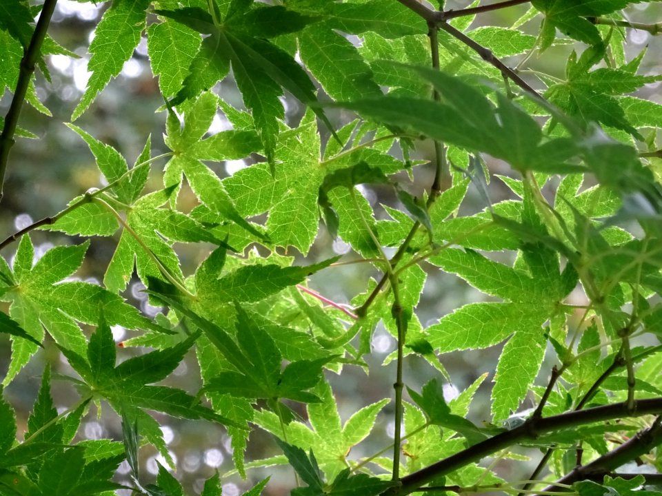 Erable du Japon 'Beni Tsukasa', Acer palmatum 'Beni Tsukas… 