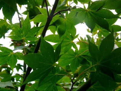 Erable du Japon 'Osakazuji', Acer palmatum 'Osakazuki', Ac… 