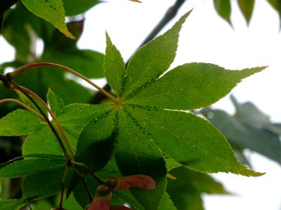 Erable du Japon 'Osakazuji', Acer palmatum 'Osakazuki', Ac… 
