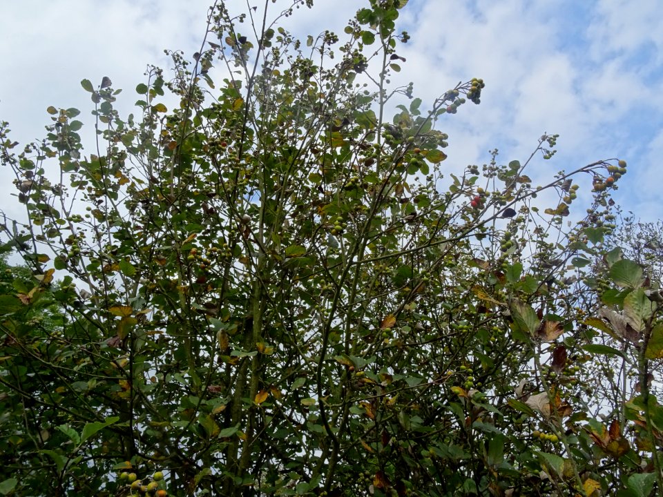 Fruits et feuilles de l'Alisier blanc, Sorbus aria, Rosacé… 