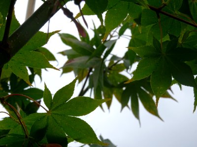 Erable du Japon 'Osakazuji', Acer palmatum 'Osakazuki', Ac… 