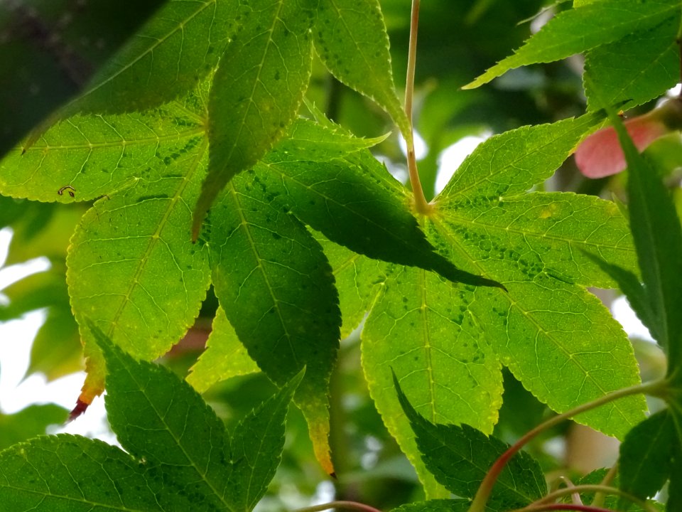 Erable du Japon 'Osakazuji', Acer palmatum 'Osakazuki', Ac… 