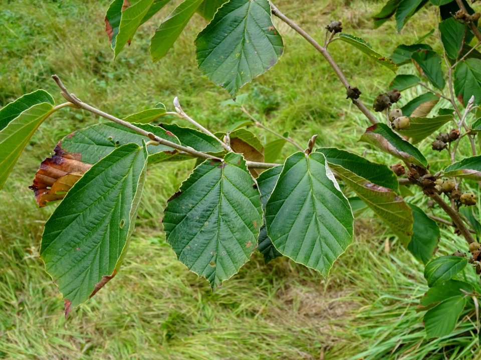 Noisetier de sorcière 'Westerstede', Hamamelis x intermedi… 