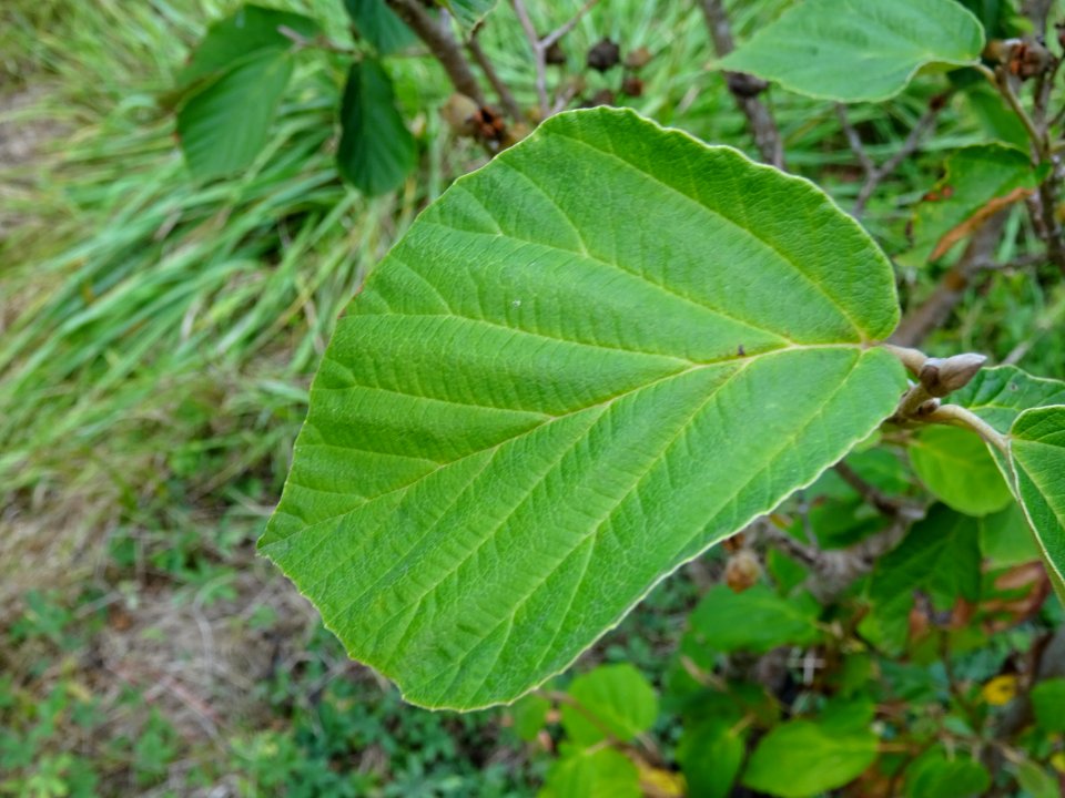 Noisetier de sorcière 'Westerstede', Hamamelis x intermedi… 