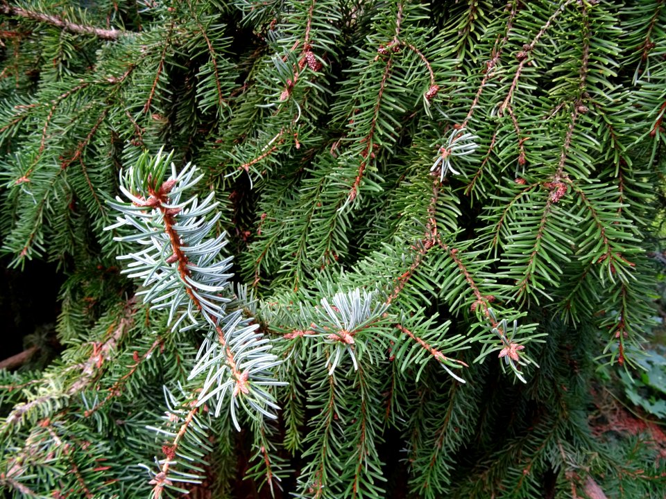 Epicéa de Serbie, Picea omorika, Pinacées, Arboretum de Ch… 