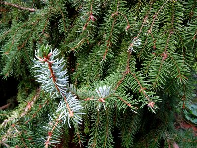 Epicéa de Serbie, Picea omorika, Pinacées, Arboretum de Ch… 