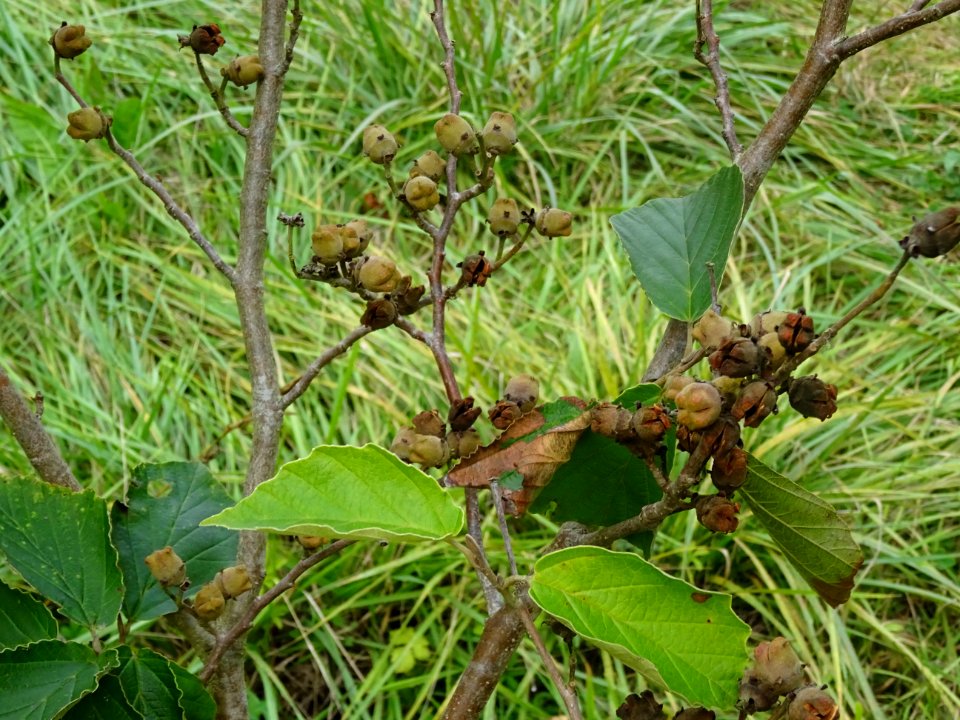 Noisetier de sorcière 'Westerstede', Hamamelis x intermedi… 