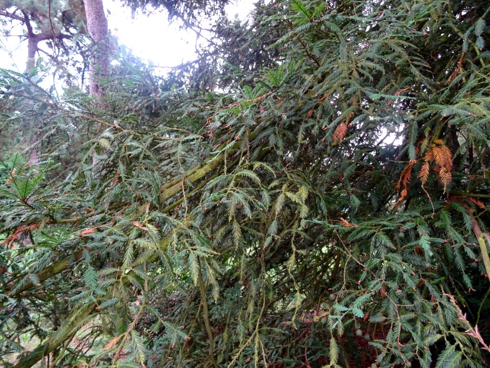 Séquoia toujours vert, Sequoia sempervirens, Cupressacées,… 