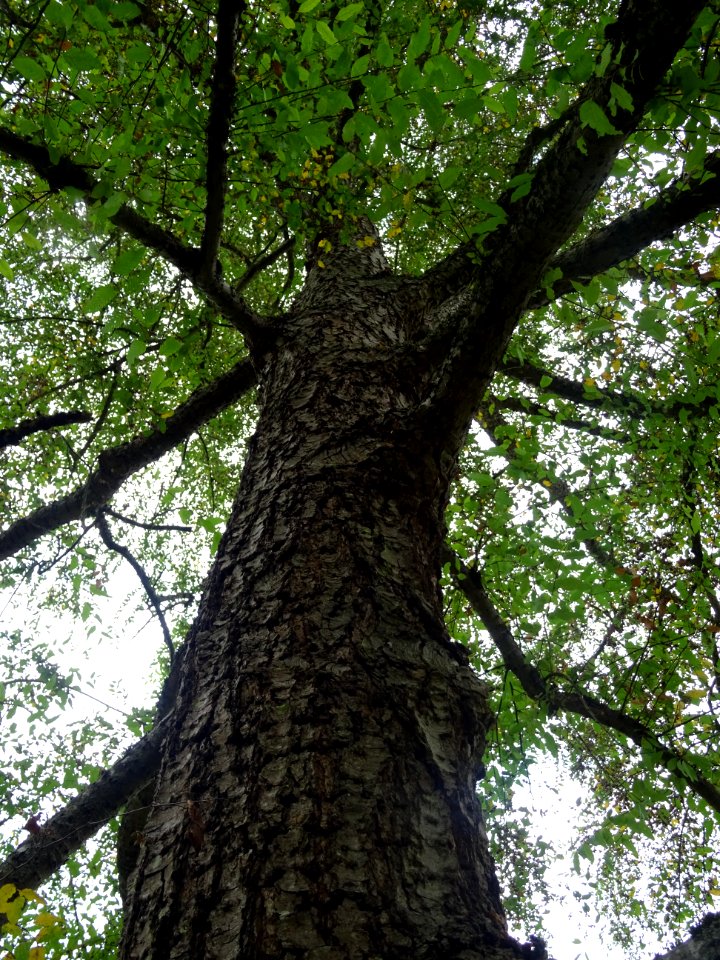 Tronc et branches du Hêtre oblique ou Roble pellín, Nothof… 