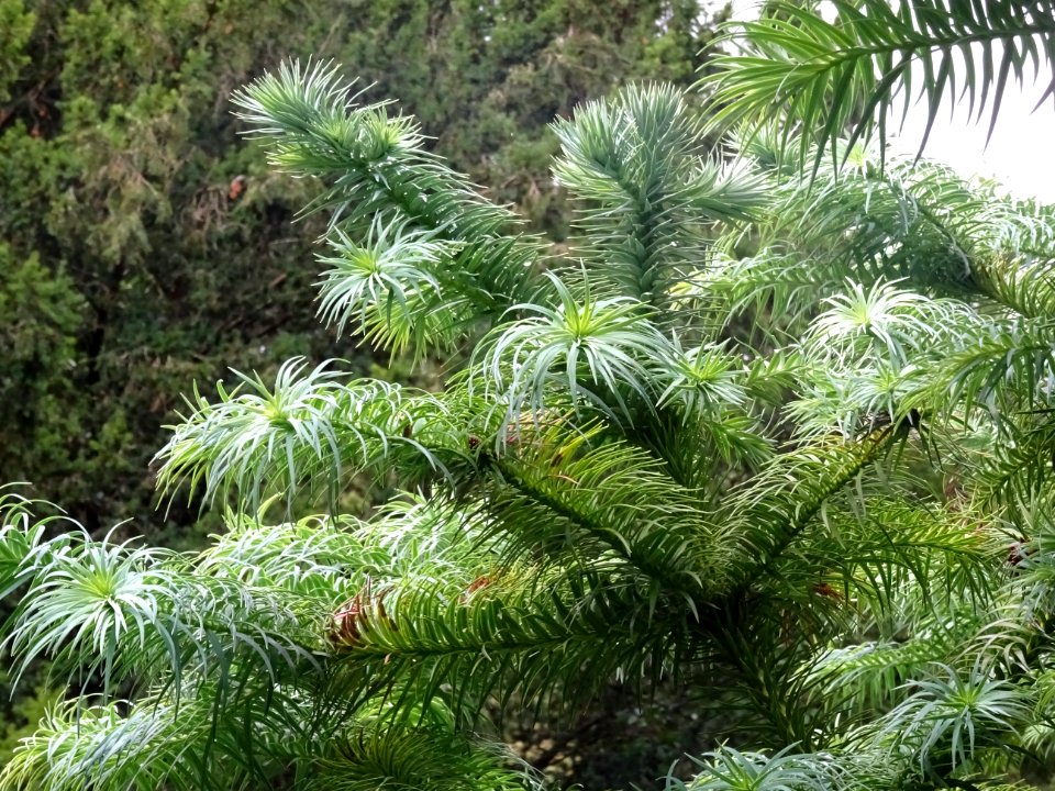 Araucaria élégant ou Sapin de Chine, Cunninghamia lanceola… 
