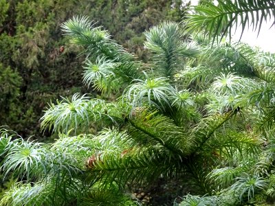 Araucaria élégant ou Sapin de Chine, Cunninghamia lanceola… 