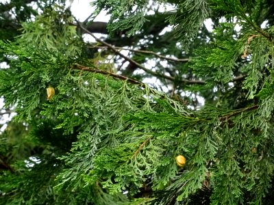 Cônes femelles du Calocèdre ou Cèdre à encens ou Cèdre bla… 