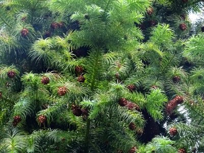 Cônes globuleux marrons de l' Araucaria élégant ou Sapin d… 