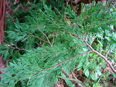 Calocèdre ou Cèdre à encens ou Cèdre blanc de Californie, … 