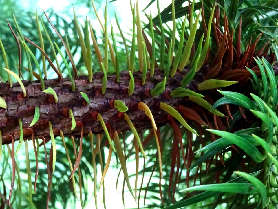Araucaria élégant ou Sapin de Chine, Cunninghamia lanceola… 