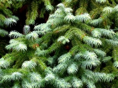 Araucaria élégant ou Sapin de Chine, Cunninghamia lanceola… 