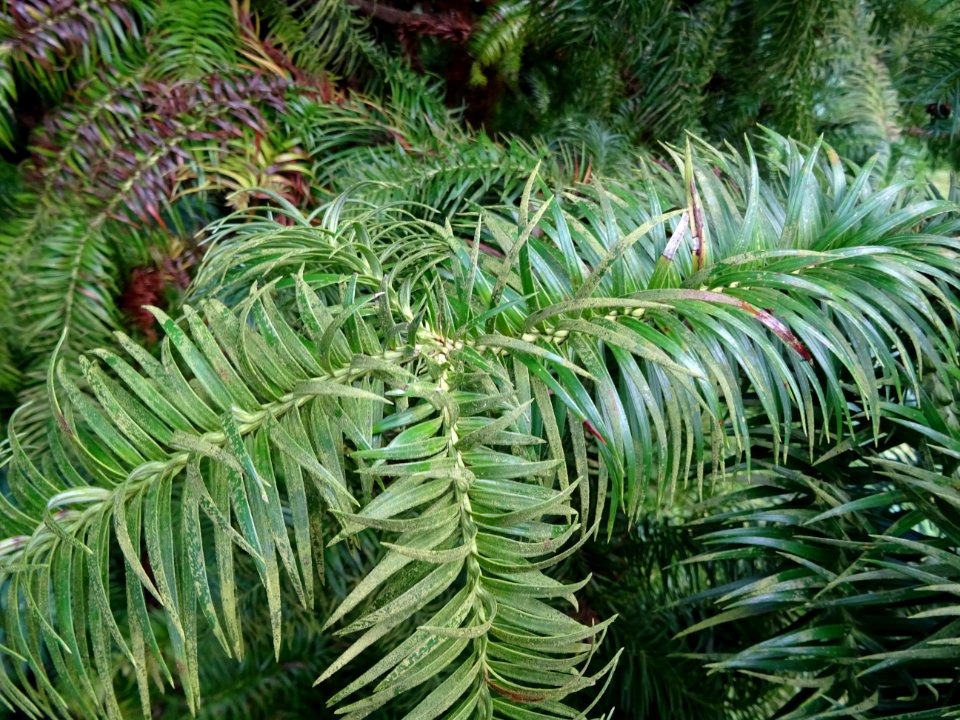 Araucaria élégant ou Sapin de Chine, Cunninghamia lanceola… 