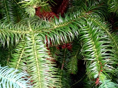 Araucaria élégant ou Sapin de Chine, Cunninghamia lanceola… 