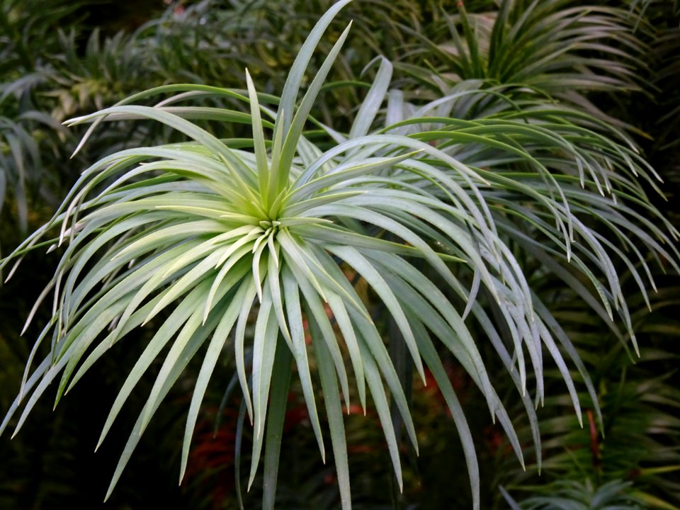 Araucaria élégant ou Sapin de Chine, Cunninghamia lanceola… 