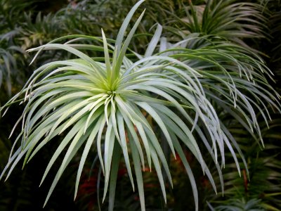 Araucaria élégant ou Sapin de Chine, Cunninghamia lanceola… 