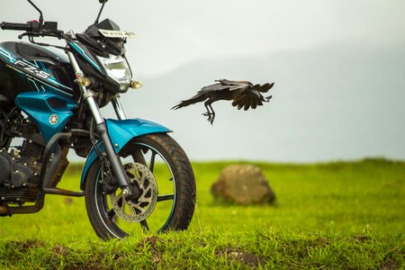 Yamaha crow flying photo