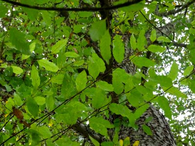 Hêtre oblique ou Roble pellín, Nothofagus obliqua, Nothofa… 