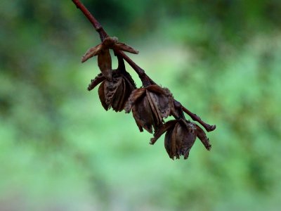 Hêtre oblique ou Roble pellín, Nothofagus obliqua, Nothofa… 