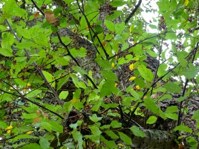 Hêtre oblique ou Roble pellín, Nothofagus obliqua, Nothofa… 