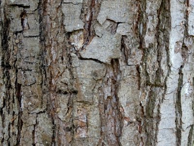 Ecorce du Hêtre oblique ou Roble pellín, Nothofagus obliqu… 