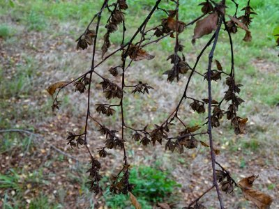 Hêtre oblique ou Roble pellín, Nothofagus obliqua, Nothofa… 