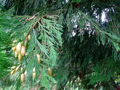 Cônes femelles du Calocèdre ou Cèdre à encens ou Cèdre bla… 