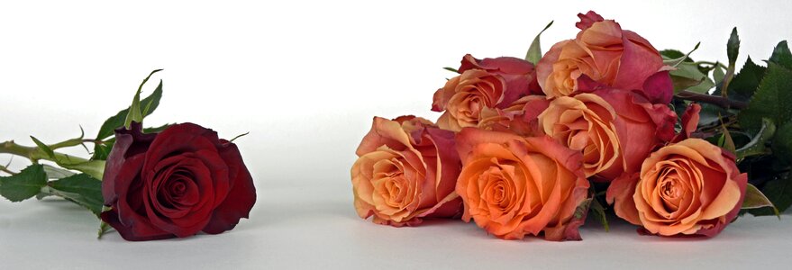 Fragrance plant bouquet of flowers