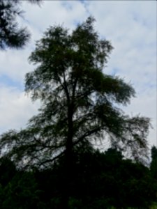 Hêtre oblique ou Roble pellín, Nothofagus obliqua, Nothofa… 