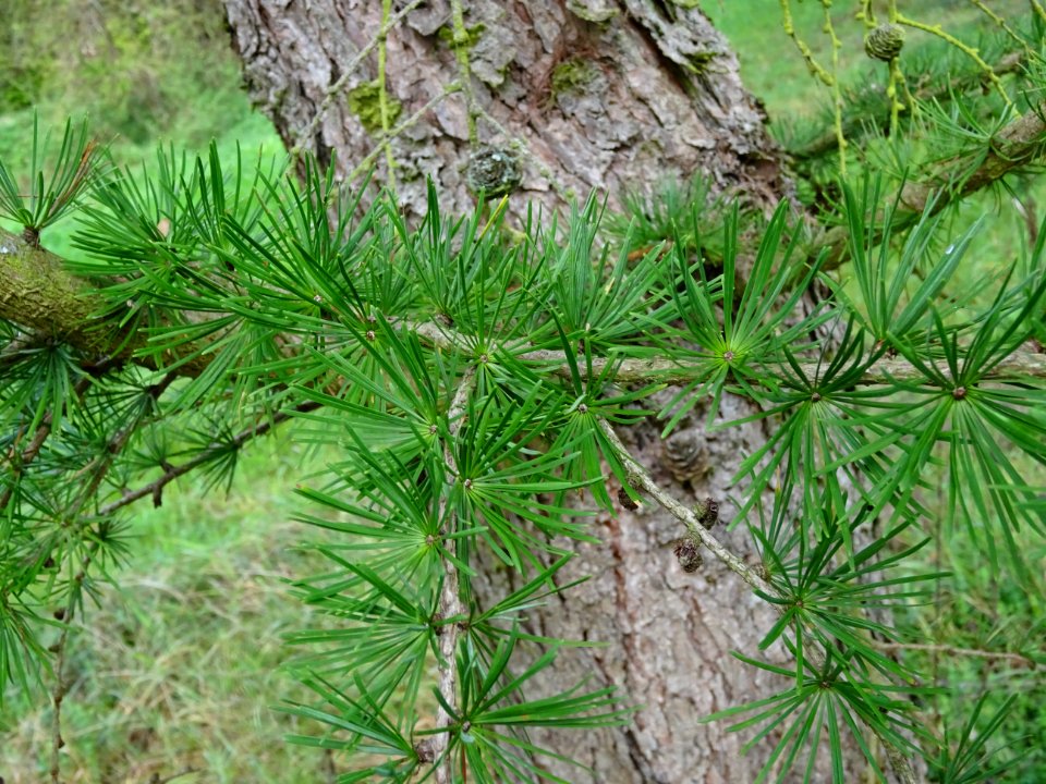 Mélèze du Japon, Larix kaempferi 'Blue Rabbit weeping', Pi… 