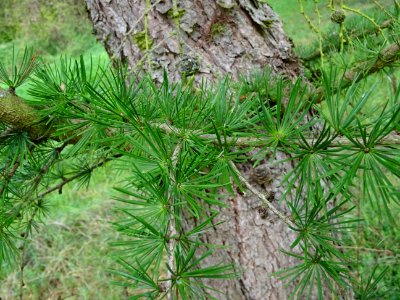 Mélèze du Japon, Larix kaempferi 'Blue Rabbit weeping', Pi… 