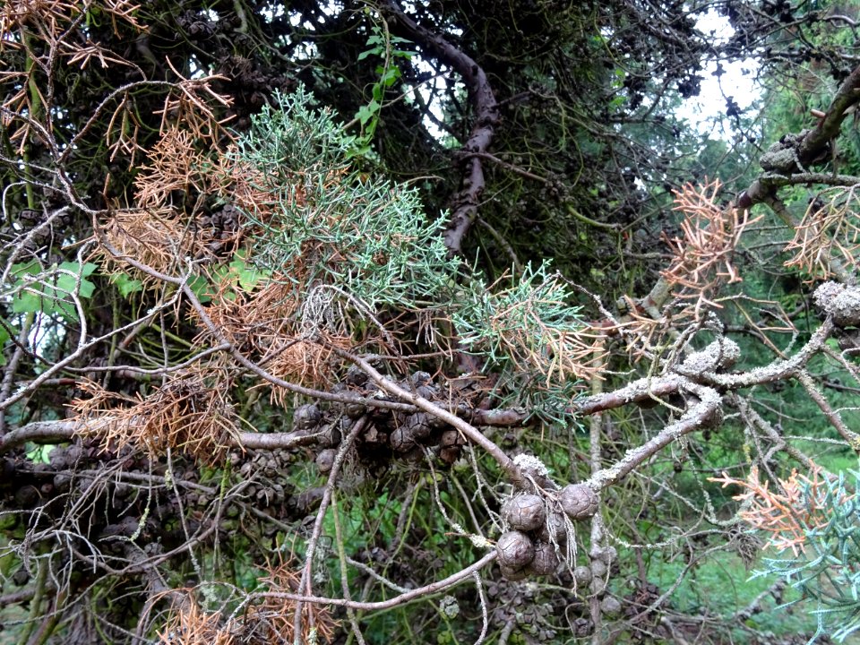 Cyprès blanc de l'Arizona, Cupressus arizonica var. glabra… 