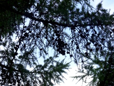 Mélèze du Japon, Larix kaempferi 'Blue Rabbit weeping', Pi… 