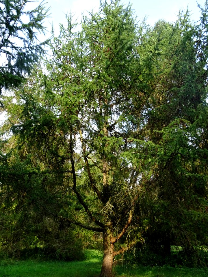 Mélèze du Japon, Larix kaempferi 'Blue Rabbit weeping', Pi… 