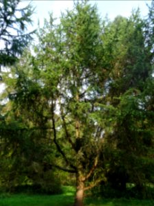 Mélèze du Japon, Larix kaempferi 'Blue Rabbit weeping', Pi… 